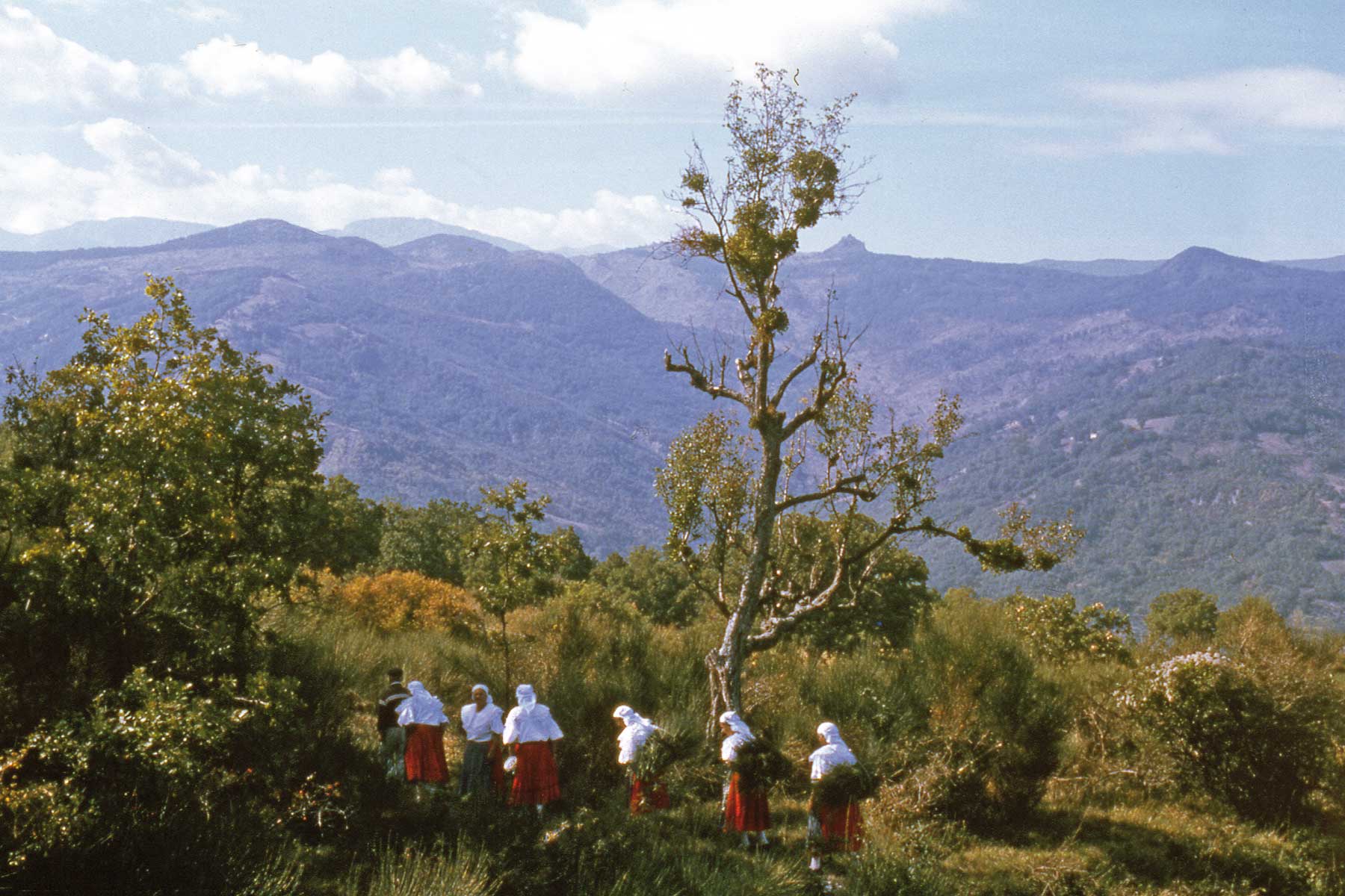 Donne in costume tradizionale raccolgono la ginestra