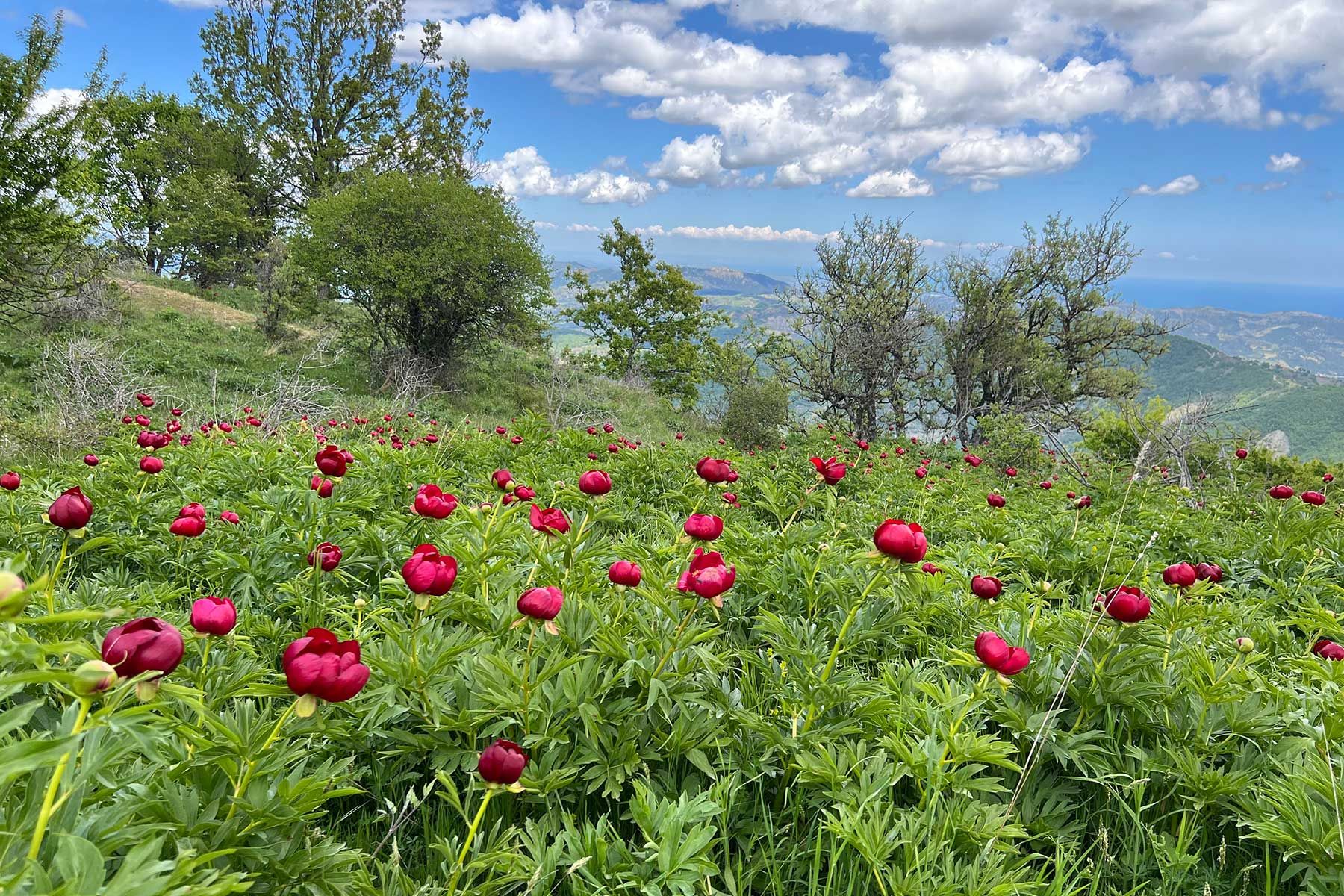 Vista Monte Carnara con peonie in fiore