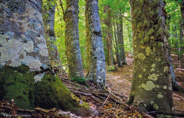 Faggeta vetusta Valle Infernale