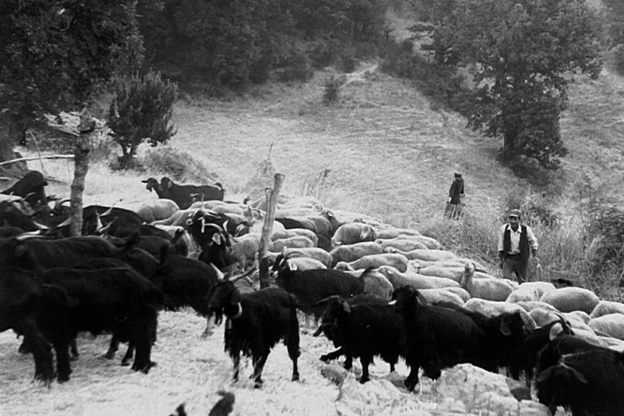 scena agropastorale in bianco e nero