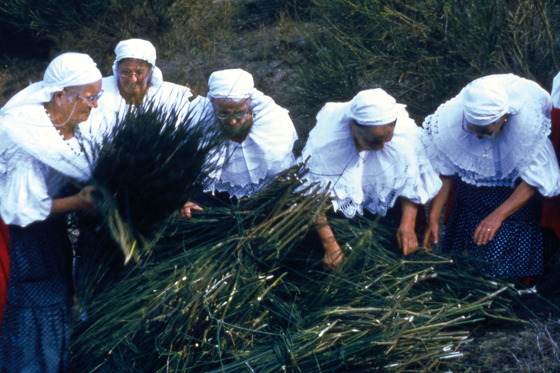 Donne in costume tradizionale raccolgono la ginestra